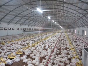 Aviculture : Un remue-ménage attendu dès 2020 Aviculture : Un remue-ménage attendu dès 2020