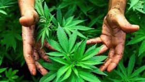 Des années fastes à la prohibition, l’indécis combat des autorités Des années fastes à la prohibition, l’indécis combat des autorités