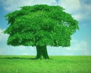 Sensibilisation dans 25 villes du Royaume Sensibilisation dans 25 villes du Royaume