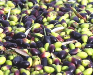 Top Ten des meilleures huiles d’olive « Extra-Vierge » du Maroc Top Ten des meilleures huiles d’olive « Extra-Vierge » du Maroc