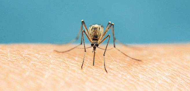 Ces moustiques qui nous pourrissent la vie