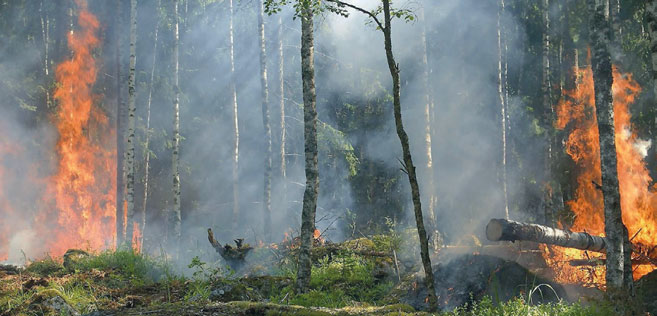 Sécheresse : départ précoce de la saison des feux de forêts