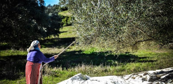 Le secteur de l'huile d'olive immunisé contre le coronavirus