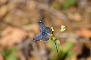 Azuré corduan (Pseudophilotes panoptes) Azuré corduan (Pseudophilotes panoptes)