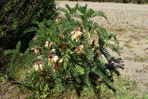 Astragale du Portugal (Astragalus lusitanicus) -© Fred Tarrier- Astragale du Portugal (Astragalus lusitanicus) -© Fred Tarrier-