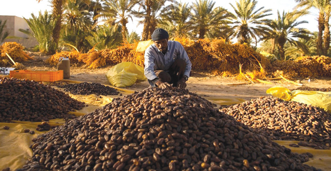 Le palmier dattier, un potentiel prometteur