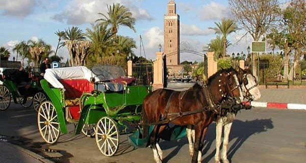 Mobilisation pour les chevaux de Calèches