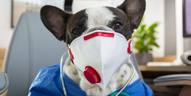 Coronavirus : Vivre le confinement au mieux avec son animal de compagnie Coronavirus : Vivre le confinement au mieux avec son animal de compagnie