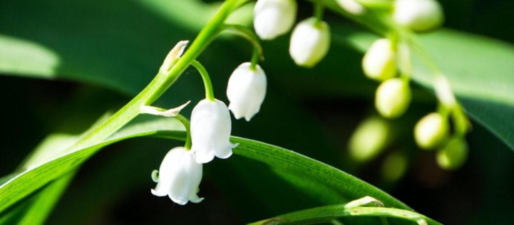 Il était une fois le muguet Il était une fois le muguet
