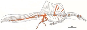 Une nouvelle étude démontre que le spinosaure était aquatique
