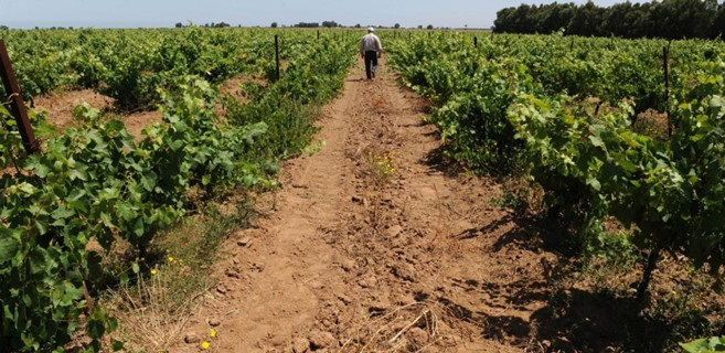 Agriculture : Des mesures salvatrices pour une campagne impactée