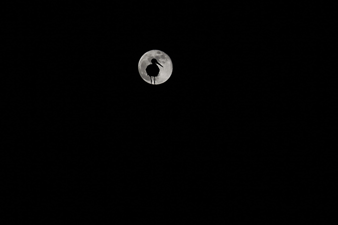 La cigogne et la lune dans un ciel nocturne