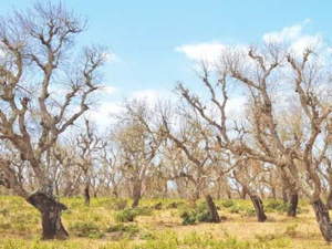 Rabat-Salé-Kénitra : La Maâmora sous la menace d’un insecte ravageur Rabat-Salé-Kénitra : La Maâmora sous la menace d’un insecte ravageur