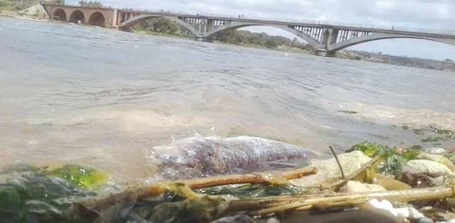 Azemmour : Le SOS de l’embouchure d’Oum Rbia ! Azemmour : Le SOS de l’embouchure d’Oum Rbia !