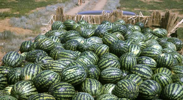 Agroalimentaire : L’export de la pastèque et de l’avocat explose, malgré Coronavirus Agroalimentaire : L’export de la pastèque et de l’avocat explose, malgré Coronavirus