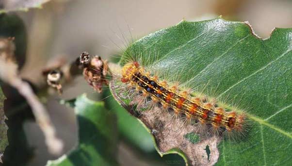 La chenille, est une espèce de papiloon qui fait partie du cortège entomologique naturel de la Maâmoura La chenille, est une espèce de papiloon qui fait partie du cortège entomologique naturel de la Maâmoura
