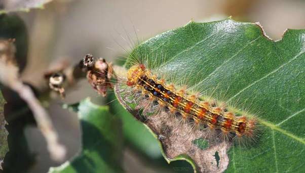 La chenille, est une espèce de papiloon qui fait partie du cortège entomologique naturel de la Maâmoura