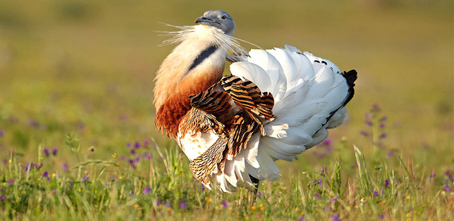 Les mâles de la grande outarde font partie des oiseaux volants les plus lourds qui existent avec un poids qui peut atteindre les 18 kg