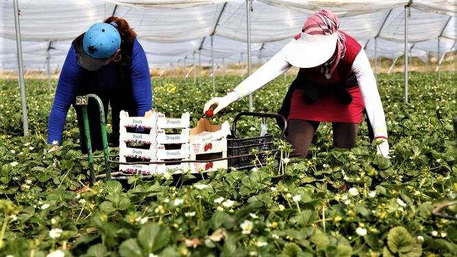 Le mois de juin risque d’être sombre pour les 7000 saisonnières marocaines en Espagne