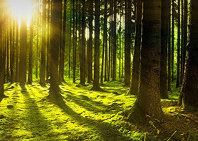 Post-Covid : le WWF plaide pour des plans de relance durables Post-Covid : le WWF plaide pour des plans de relance durables