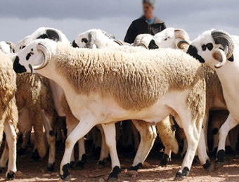 Aïd al-Adha : Plus de 4,5 millions de têtes d’ovins et caprins Aïd al-Adha : Plus de 4,5 millions de têtes d’ovins et caprins