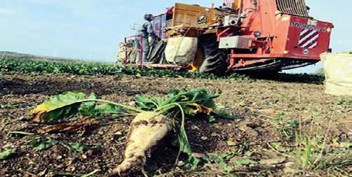 Agriculture-Betterave à sucre : Bon démarrage de la campagne d’arrachage