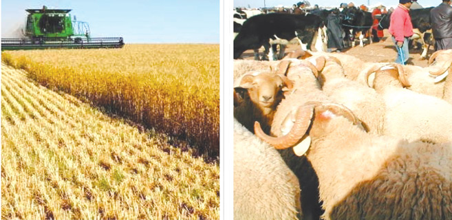 El Jadida : Plaidoyer en faveur de l’agriculture et l’élevage El Jadida : Plaidoyer en faveur de l’agriculture et l’élevage