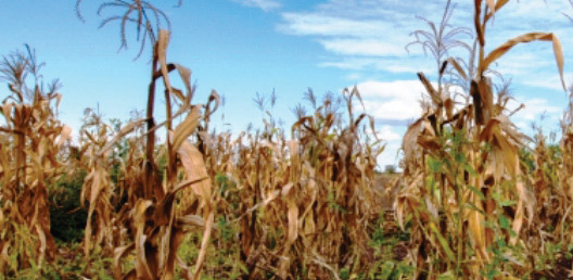 Béni-Mellal-Khénifra / Sécheresse : Indemnisation des agriculteurs de 42 communes affectées Béni-Mellal-Khénifra / Sécheresse : Indemnisation des agriculteurs de 42 communes affectées