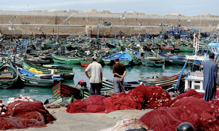 Safi : Reprise de la pêche de poulpe…malgré le "lockdown"