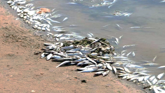 Mortalité des poissons de Sidi Boughaba : Les Eaux et Forêts rassurent Mortalité des poissons de Sidi Boughaba : Les Eaux et Forêts rassurent