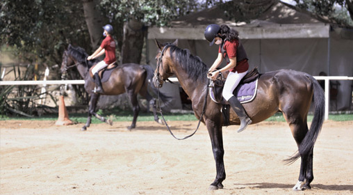 Sports équestres : Les chevaux reprennent du collier Sports équestres : Les chevaux reprennent du collier