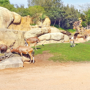 Casablanca : La réhabilitation du zoo de Aïn Sebaâ est relancée