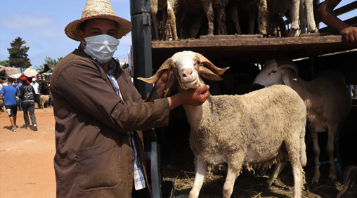 Aïd Al-Adha : Une fête religieuse au goût très sanitaire à l‘ère du coronavirus