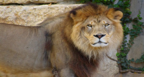 Les félins marocains face au déclin Les félins marocains face au déclin