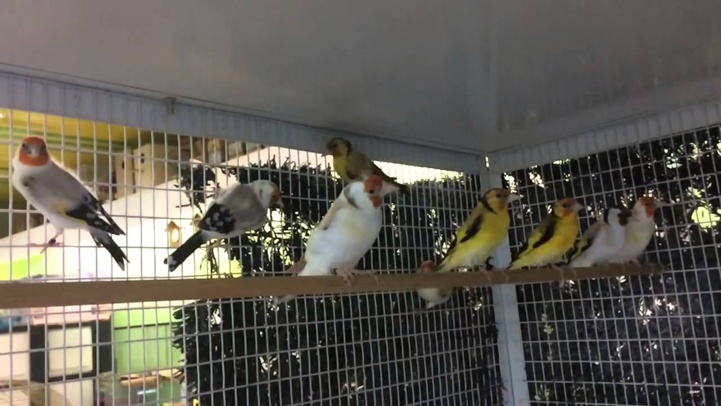 Fqih Ben Salah : Avortement d'une tentative de trafic de 720 chardonnerets Fqih Ben Salah : Avortement d'une tentative de trafic de 720 chardonnerets