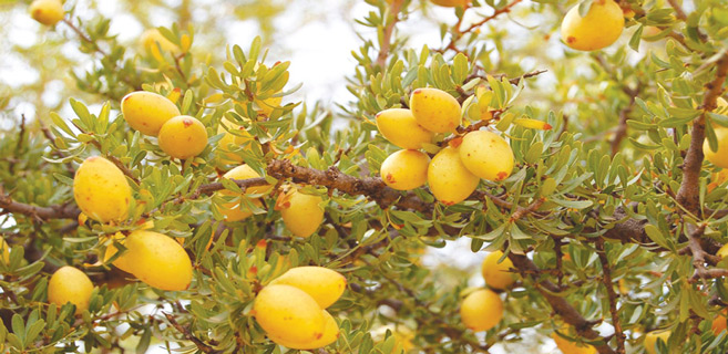 Guelmim / INDH : L’huile d’argan, levier de développement