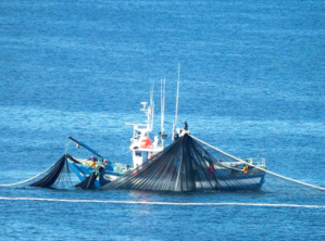 Faut-il avoir peur des requins au Maroc ? Faut-il avoir peur des requins au Maroc ?