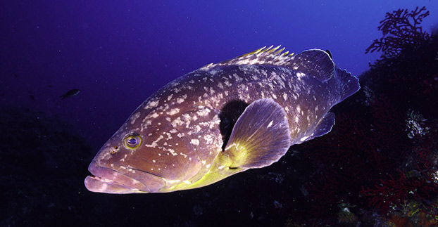 Le mérou brun de Méditerranée face à la menace du braconnage Le mérou brun de Méditerranée face à la menace du braconnage