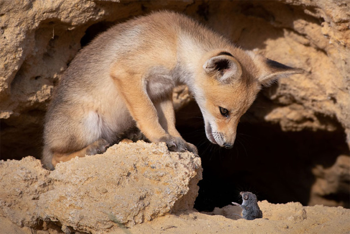 Maître renard sur un rocher perché Maître renard sur un rocher perché