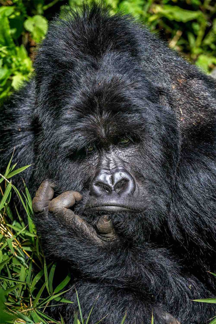 Le penseur Le penseur