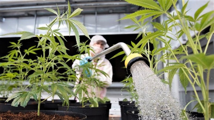 Espagne : Plaidoyer en faveur de la légalisation du cannabis Espagne : Plaidoyer en faveur de la légalisation du cannabis