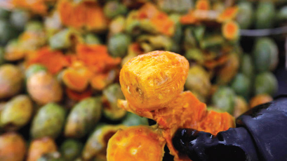 Al Hoceima : Figues de barbarie Dellahia, vertus insoupçonnées Al Hoceima : Figues de barbarie Dellahia, vertus insoupçonnées