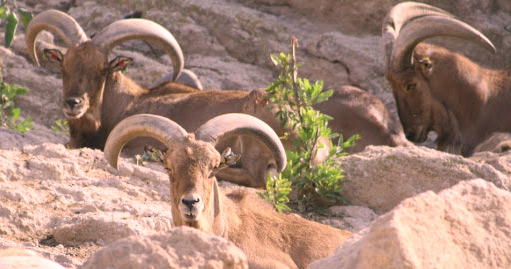 Mouflon à manchettes : une espèce qui revient de loin