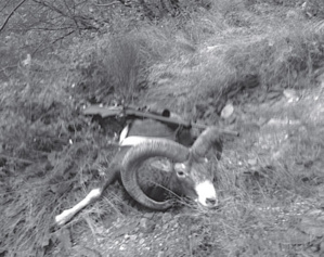 Mouflon à manchettes : une espèce qui revient de loin Mouflon à manchettes : une espèce qui revient de loin