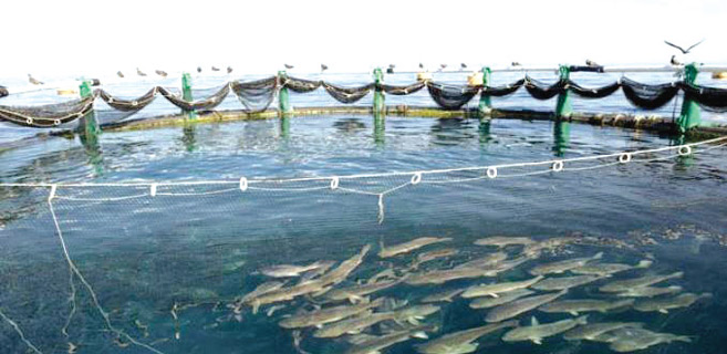 Dakhla-Oued Eddahab : L’aquaculture, véritable levier de développement