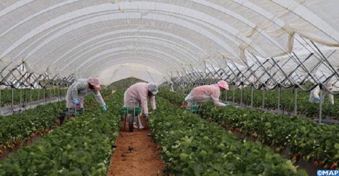 Secteur agricole : Les opérateurs déçus du PLF 2021 Secteur agricole : Les opérateurs déçus du PLF 2021
