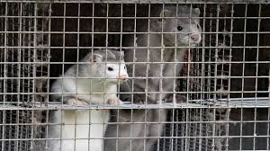 Cluster 5 : Une variante du COVID-19 qui menace l'élaboration d'un vaccin Cluster 5 : Une variante du COVID-19 qui menace l'élaboration d'un vaccin