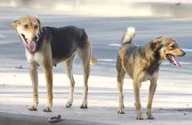 4,2 milliards de centimes pour ramasser les chiens errants et acheter le vaccin contre la rage 4,2 milliards de centimes pour ramasser les chiens errants et acheter le vaccin contre la rage