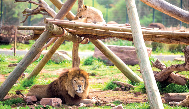 Lion de l’Atlas, une histoire fascinante et un triste destin