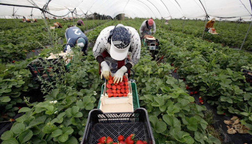 Huelva : le quota des saisonnières marocaines réduit à 30%